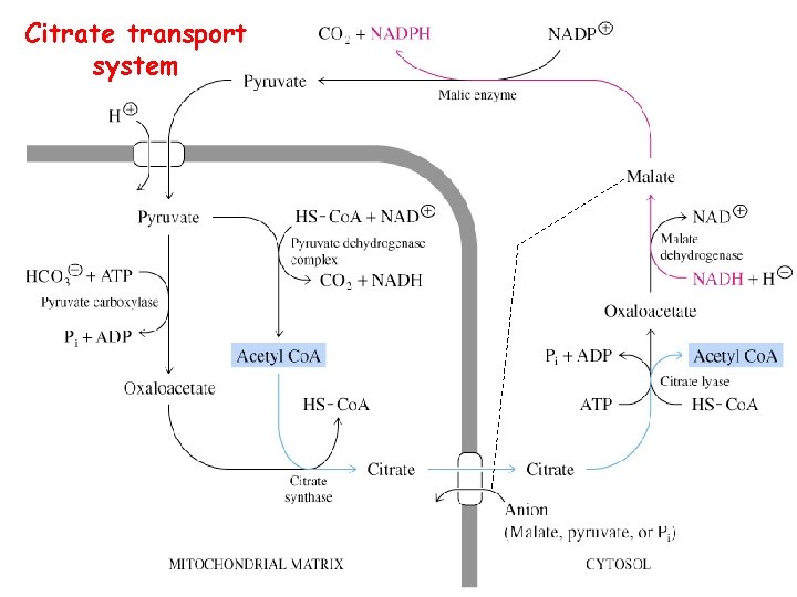 Citrate transport system 