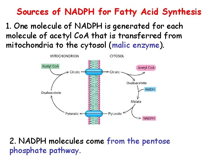 Sources of NADPH for Fatty Acid Synthesis 1. One molecule of NADPH is generated