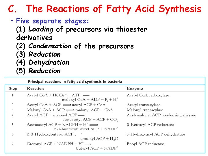 C. The Reactions of Fatty Acid Synthesis • Five separate stages: (1) Loading of