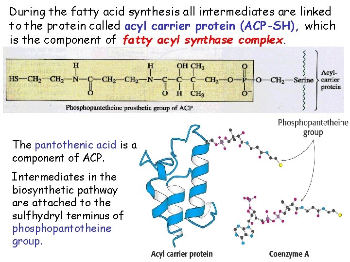 During the fatty acid synthesis all intermediates are linked to the protein called acyl