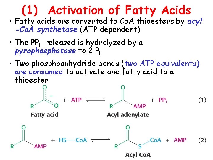 (1) Activation of Fatty Acids • Fatty acids are converted to Co. A thioesters