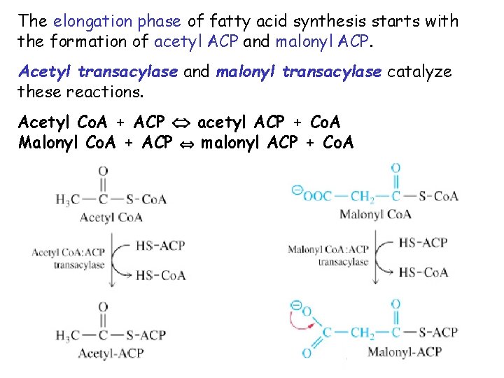 The elongation phase of fatty acid synthesis starts with the formation of acetyl ACP