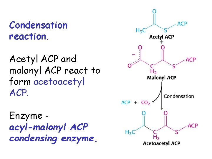 Condensation reaction. Acetyl ACP and malonyl ACP react to form acetoacetyl ACP. Enzyme acyl-malonyl