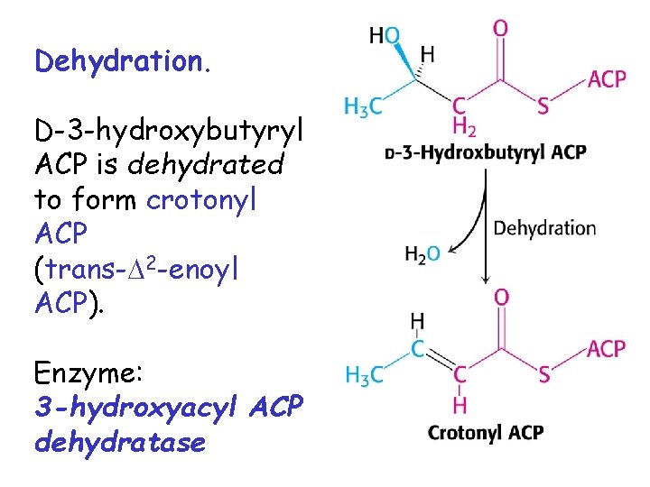 Dehydration. D-3 -hydroxybutyryl ACP is dehydrated to form crotonyl ACP (trans- 2 -enoyl ACP).