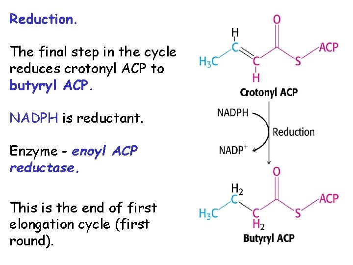 Reduction. The final step in the cycle reduces crotonyl ACP to butyryl ACP. NADPH