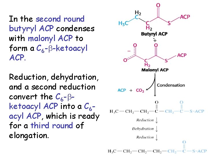 In the second round butyryl ACP condenses with malonyl ACP to form a C