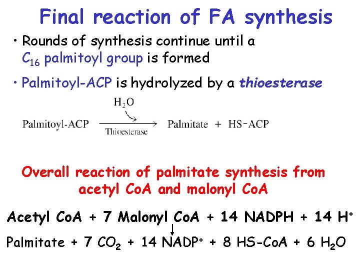 Final reaction of FA synthesis • Rounds of synthesis continue until a C 16