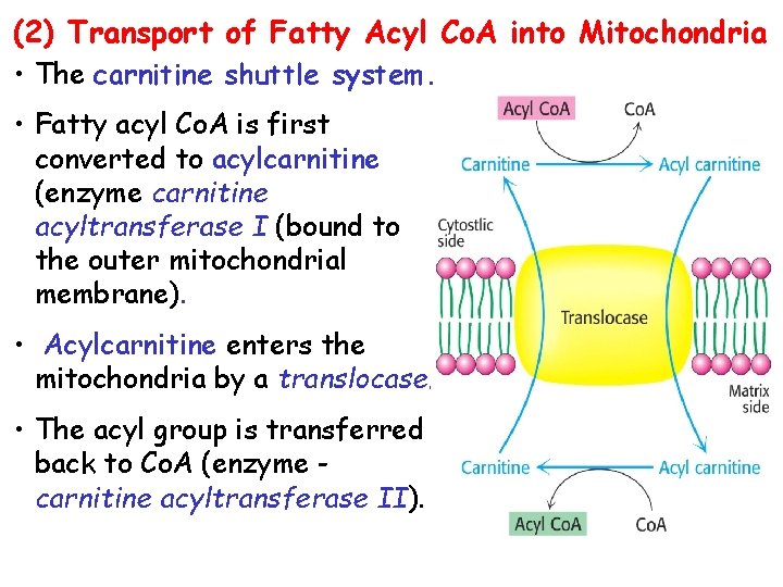 (2) Transport of Fatty Acyl Co. A into Mitochondria • The carnitine shuttle system.