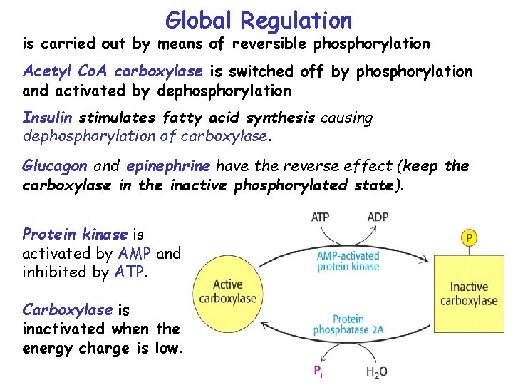 Global Regulation is carried out by means of reversible phosphorylation Acetyl Co. A carboxylase