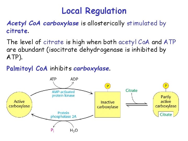 Local Regulation Acetyl Co. A carboxylase is allosterically stimulated by citrate. The level of