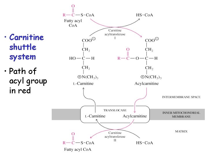  • Carnitine shuttle system • Path of acyl group in red 