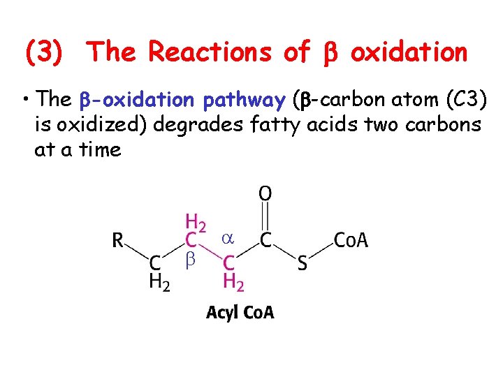 (3) The Reactions of b oxidation • The b-oxidation pathway (b-carbon atom (C 3)