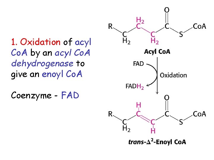 1. Oxidation of acyl Co. A by an acyl Co. A dehydrogenase to give