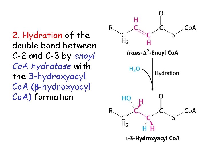 2. Hydration of the double bond between C-2 and C-3 by enoyl Co. A