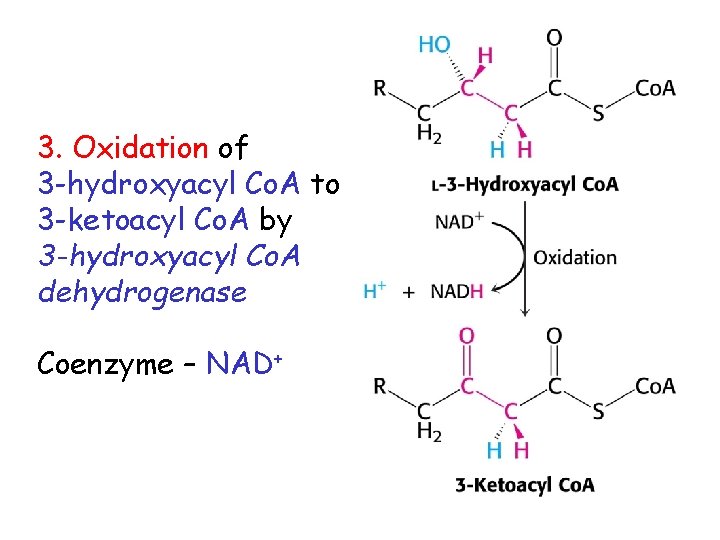 3. Oxidation of 3 -hydroxyacyl Co. A to 3 -ketoacyl Co. A by 3
