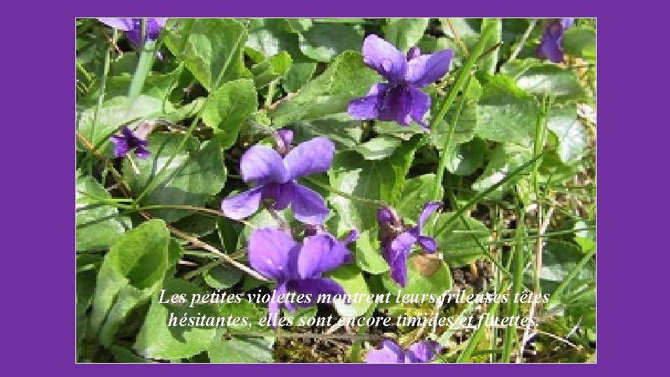 Les petites violettes montrent leurs frileuses têtes hésitantes, elles sont encore timides et fluettes.