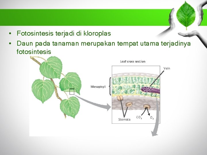  • Fotosintesis terjadi di kloroplas • Daun pada tanaman merupakan tempat utama terjadinya