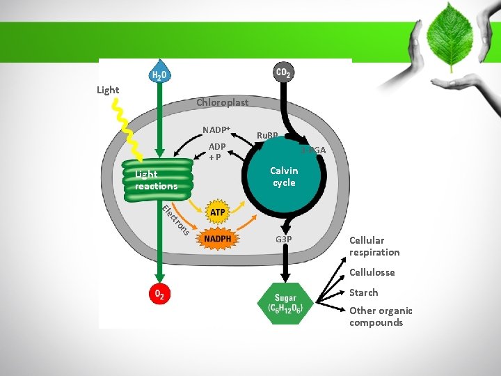 Light Chloroplast NADP +P Ru. BP 3 -PGA Calvin cycle Light reactions Ele s