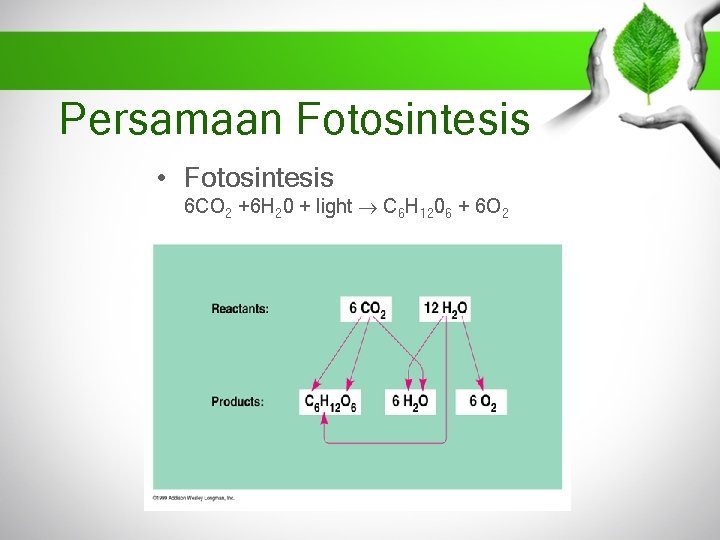 Persamaan Fotosintesis • Fotosintesis 6 CO 2 +6 H 20 + light C 6
