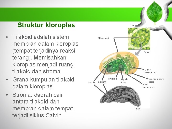 Struktur kloroplas • Tilakoid adalah sistem membran dalam kloroplas (tempat terjadinya reaksi terang). Memisahkan