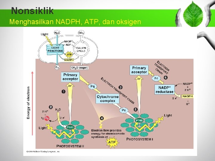 Nonsiklik Menghasilkan NADPH, ATP, dan oksigen 