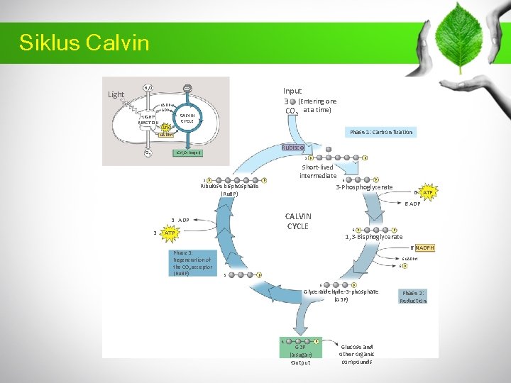 Siklus Calvin Light H 2 O Input 3 (Entering one CO 2 at a