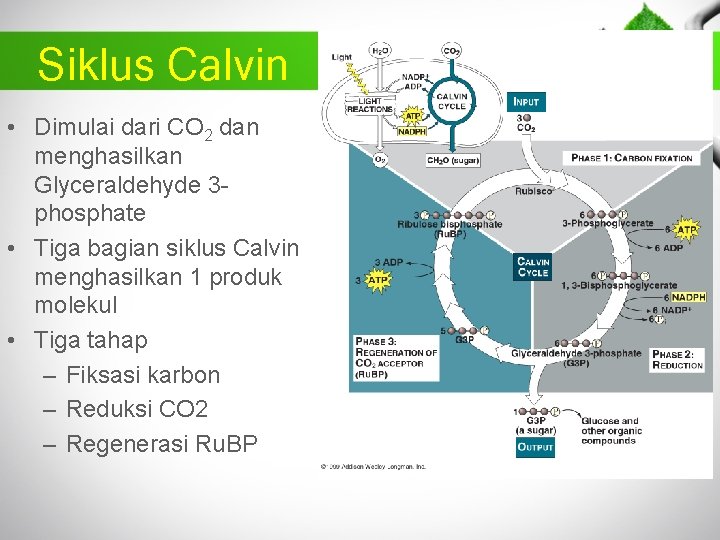 Siklus Calvin • Dimulai dari CO 2 dan menghasilkan Glyceraldehyde 3 phosphate • Tiga