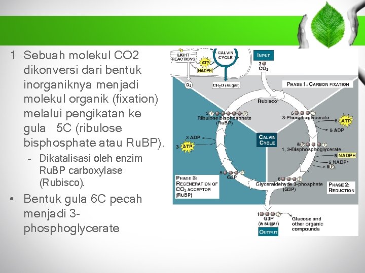 1 Sebuah molekul CO 2 dikonversi dari bentuk inorganiknya menjadi molekul organik (fixation) melalui