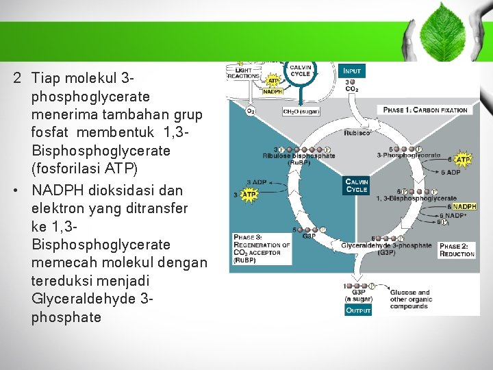 2 Tiap molekul 3 phosphoglycerate menerima tambahan grup fosfat membentuk 1, 3 Bisphoglycerate (fosforilasi