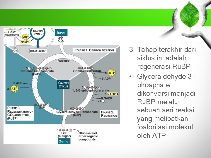 3 Tahap terakhir dari siklus ini adalah regenerasi Ru. BP • Glyceraldehyde 3 phosphate