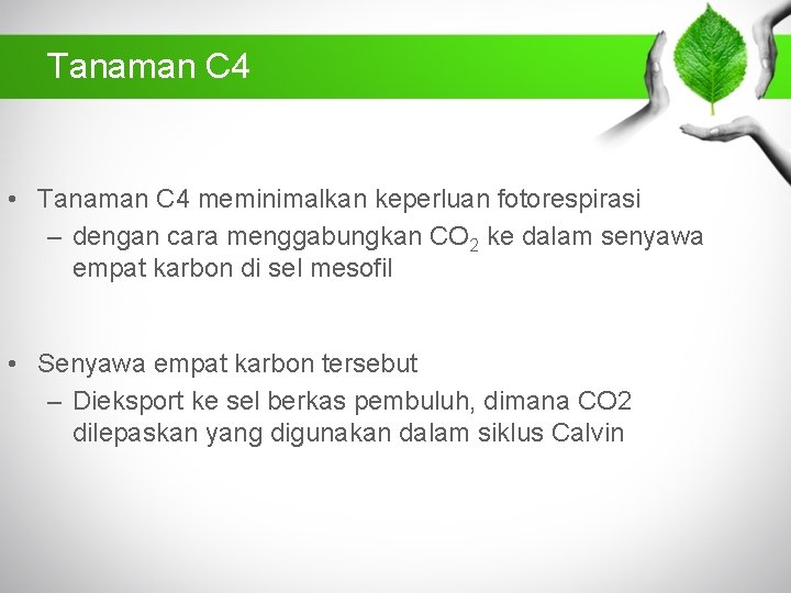 Tanaman C 4 • Tanaman C 4 meminimalkan keperluan fotorespirasi – dengan cara menggabungkan