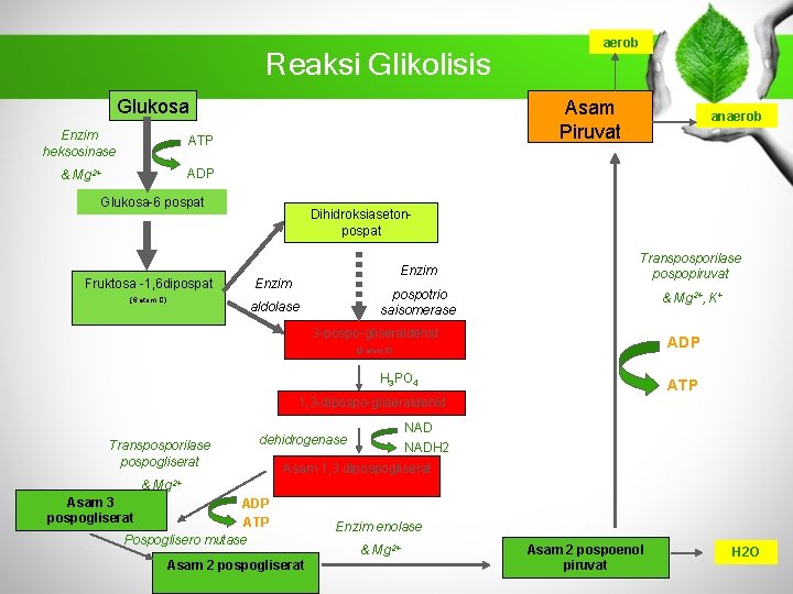 Reaksi Glikolisis Glukosa Enzim heksosinase ATP & Mg 2+ ADP aerob Asam Piruvat Glukosa-6