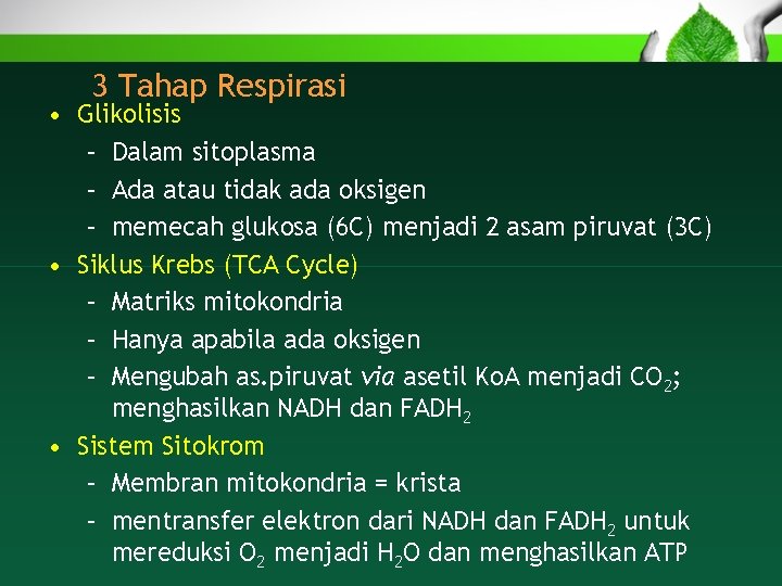 3 Tahap Respirasi • Glikolisis – Dalam sitoplasma – Ada atau tidak ada oksigen