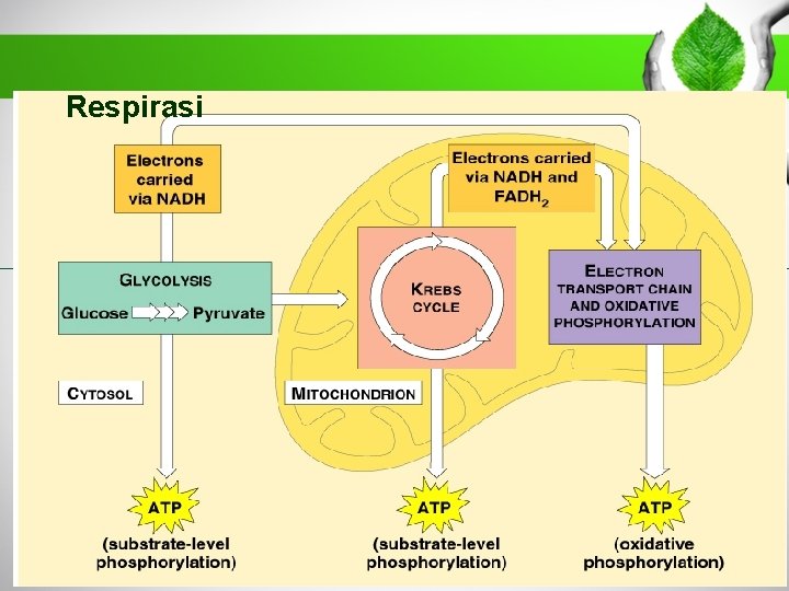 Respirasi 