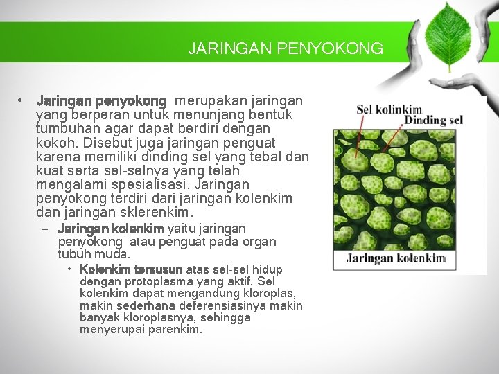 JARINGAN PENYOKONG • Jaringan penyokong merupakan jaringan yang berperan untuk menunjang bentuk tumbuhan agar