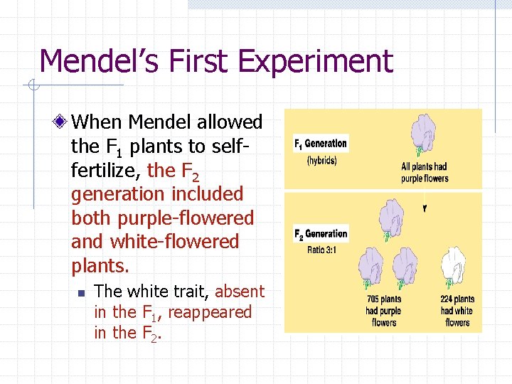 Mendel’s First Experiment When Mendel allowed the F 1 plants to selffertilize, the F