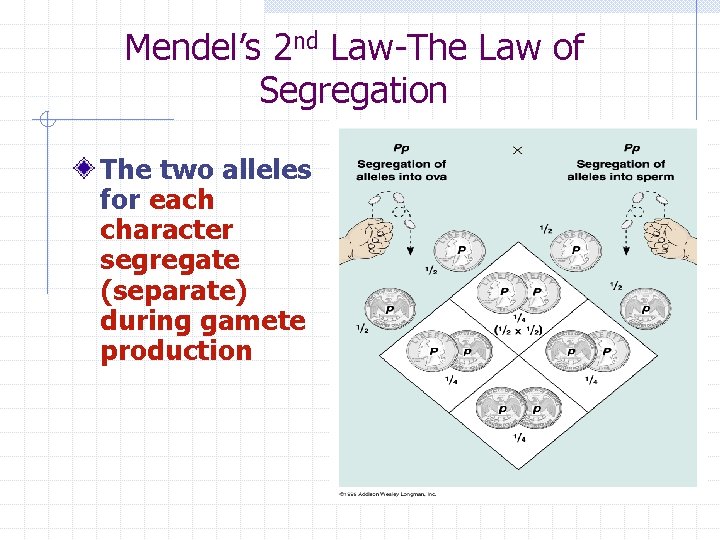 Mendel’s 2 nd Law-The Law of Segregation The two alleles for each character segregate Mendel’s 2 nd Law-The Law of Segregation The two alleles for each character segregate