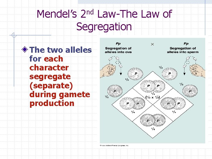 Mendel’s 2 nd Law-The Law of Segregation The two alleles for each character segregate