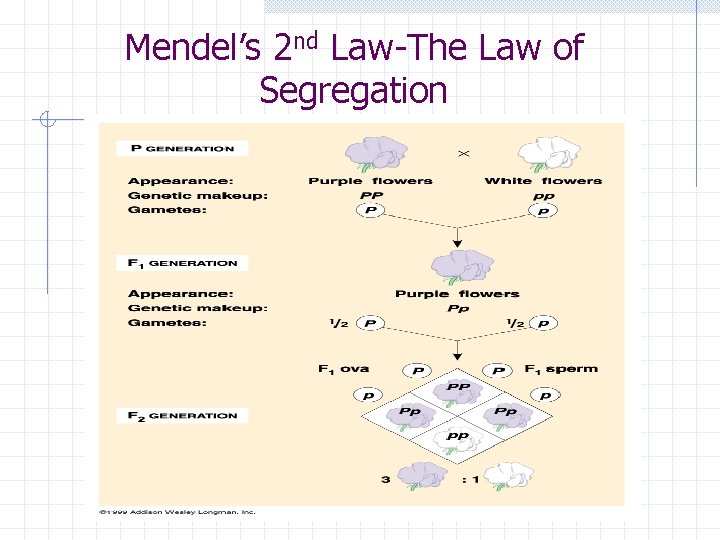 Mendel’s 2 nd Law-The Law of Segregation 