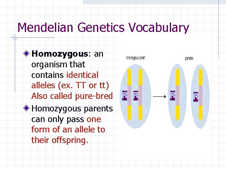 Mendelian Genetics Vocabulary Homozygous: an organism that contains identical alleles (ex. TT or tt)