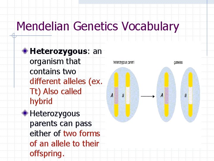 Mendelian Genetics Vocabulary Heterozygous: an organism that contains two different alleles (ex. Tt) Also