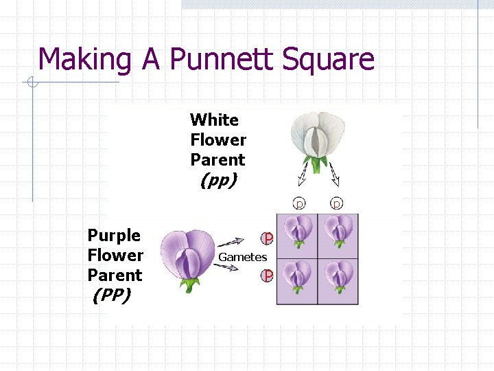 Making A Punnett Square White Flower Parent (pp) p Purple Flower Parent (PP) P