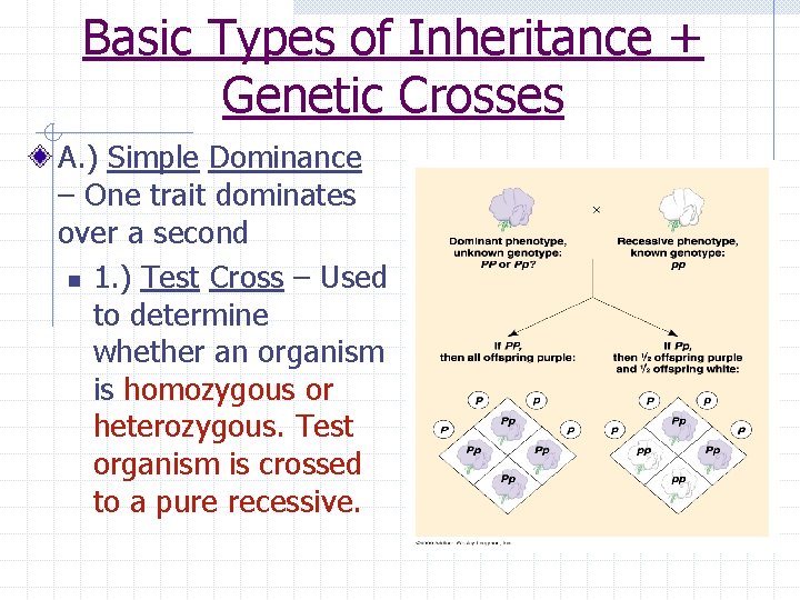 Basic Types of Inheritance + Genetic Crosses A. ) Simple Dominance – One trait