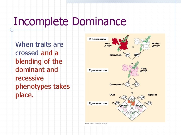 Incomplete Dominance When traits are crossed and a blending of the dominant and recessive