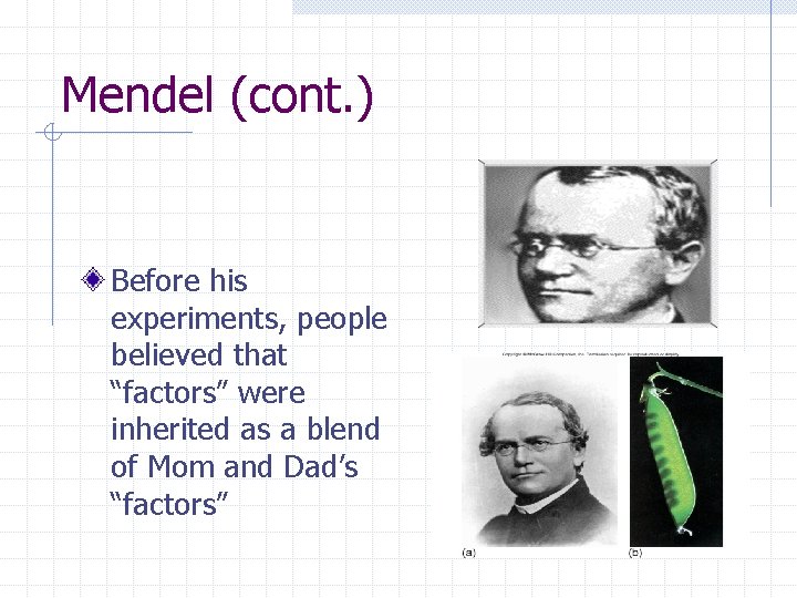 Mendel (cont. ) Before his experiments, people believed that “factors” were inherited as a