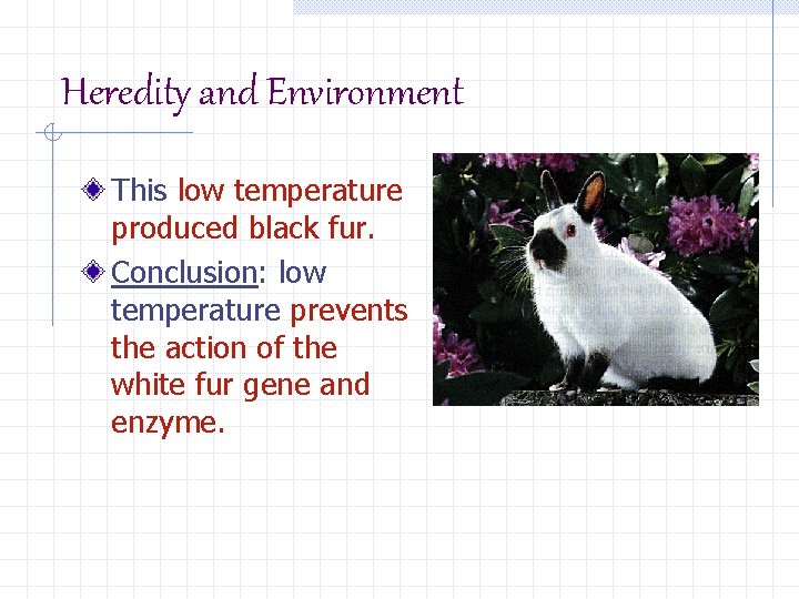 Heredity and Environment This low temperature produced black fur. Conclusion: low temperature prevents the