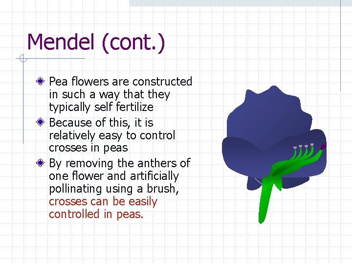 Mendel (cont. ) Pea flowers are constructed in such a way that they typically