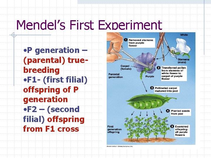 Mendel’s First Experiment • P generation – (parental) truebreeding • F 1 - (first