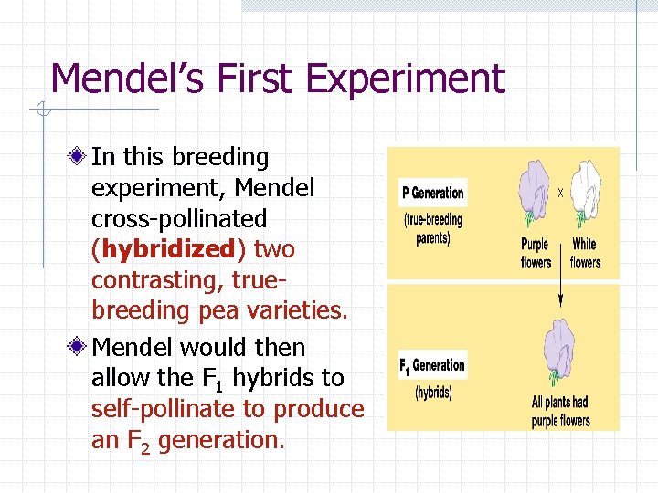 Mendel’s First Experiment In this breeding experiment, Mendel cross-pollinated (hybridized) two contrasting, truebreeding pea