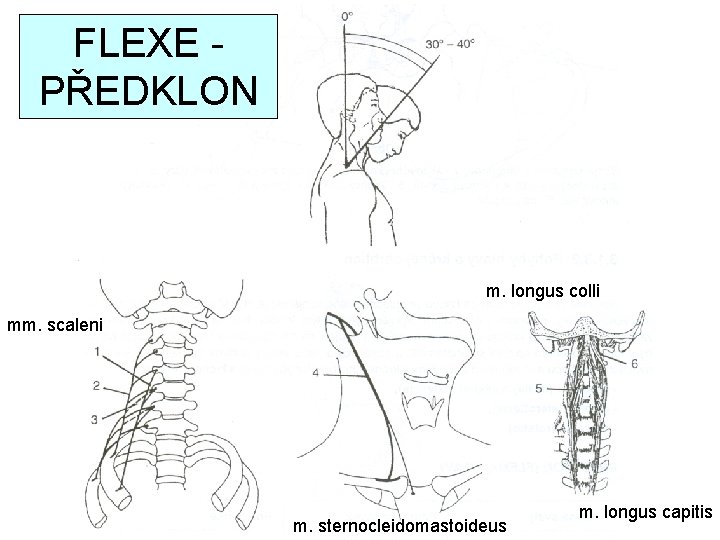 FLEXE PŘEDKLON m. longus colli mm. scaleni m. sternocleidomastoideus m. longus capitis 